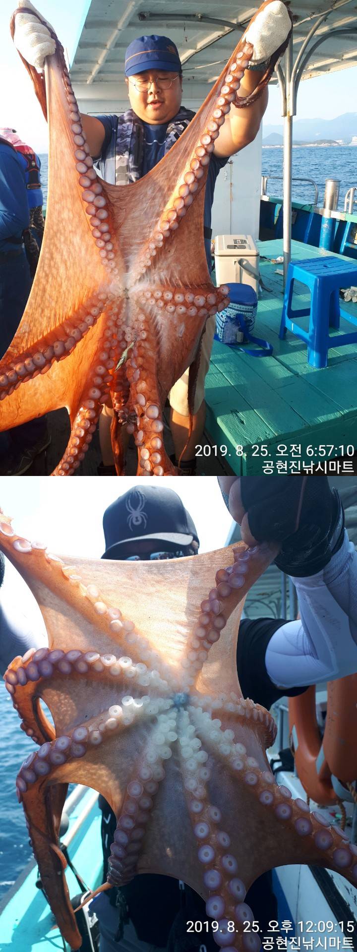 22인승 돌핀마린호 / 대왕문어 대박!! 20kg