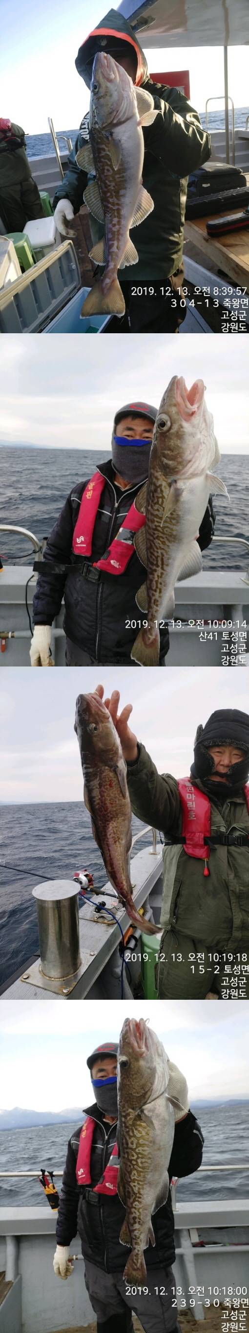 22인승 돌핀호 / 왕대구 대박~조황 입니다