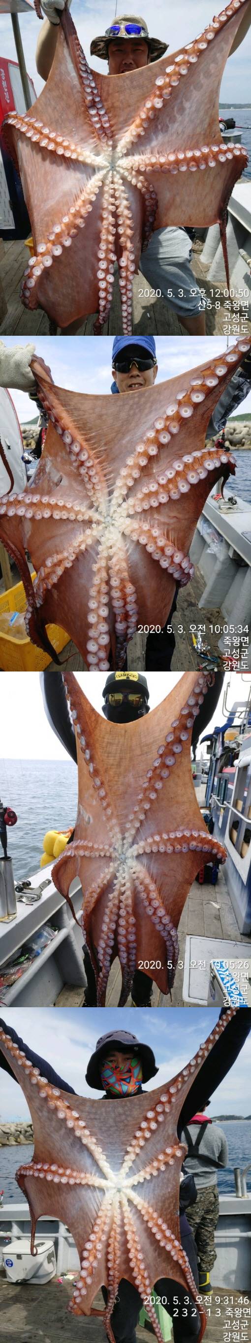 22인승 돌핀호 / 어제(3일) 대왕문어 대박 조황입니다.