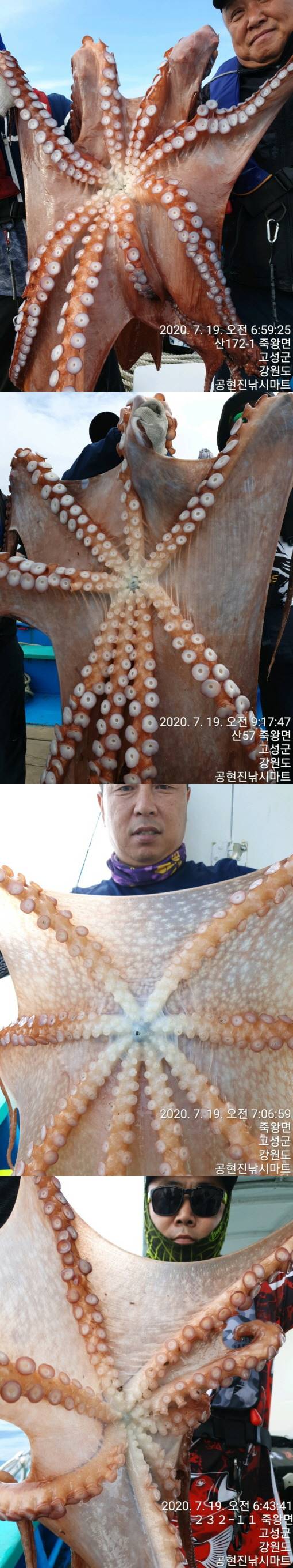 어제(19일) 22인승 돌핀마린호 / 대왕문어 대~박 조황입니다.