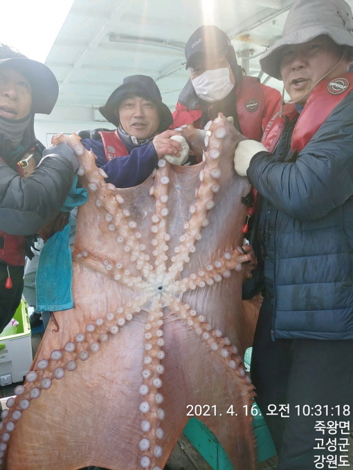 22인승 돌핀마린호 / 괴물급 대왕문어 조황입니다.