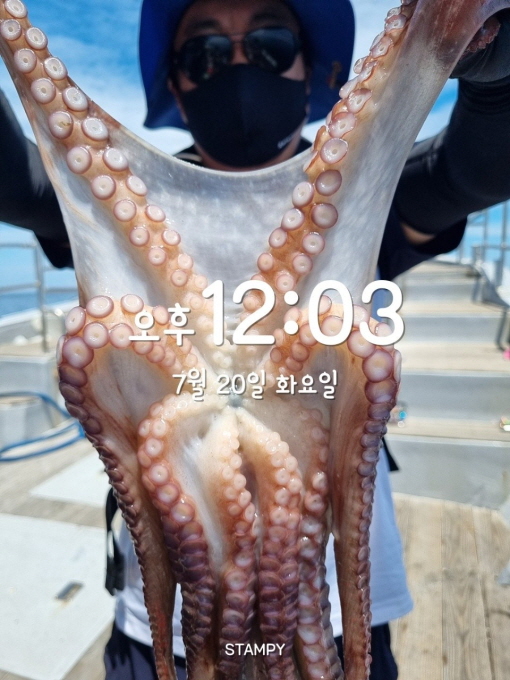 22인승 돌핀호 / 문어 낚시 6인 조황입니다~