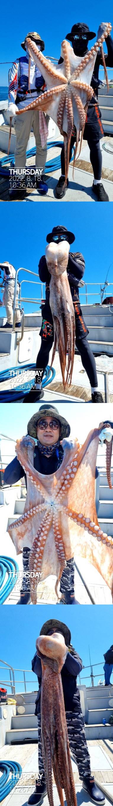 22인승 돌핀호 대왕문어 낚시 대~박 조황입니다.