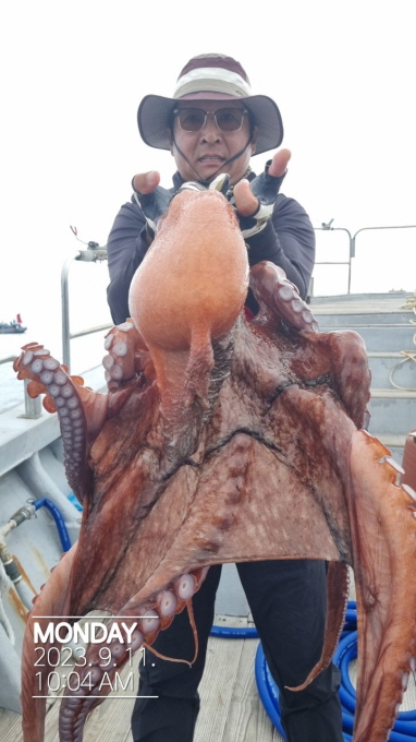 22인승 돌핀호 대왕문어 낚시 5인 조황입니다