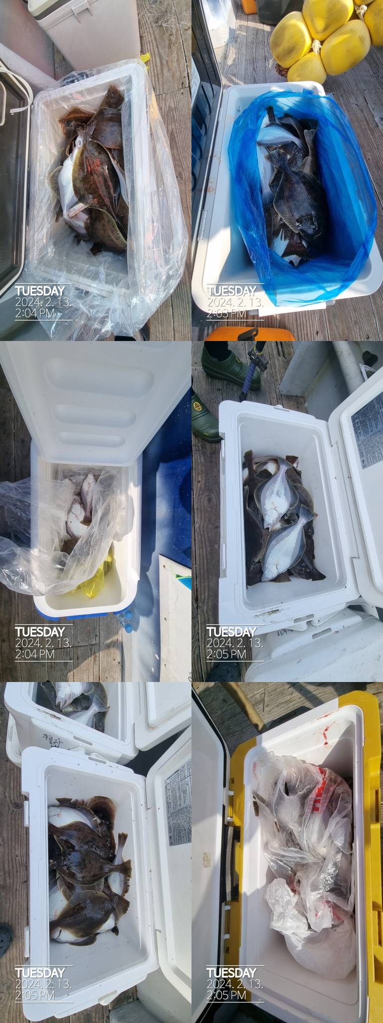 22인승 돌핀호 / 어구가자미 낚시 조황입니다 내일 출조 모집합니다.