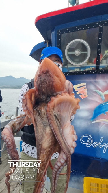 22인승 돌핀호 / 대왕문어 낚시 조황입니다